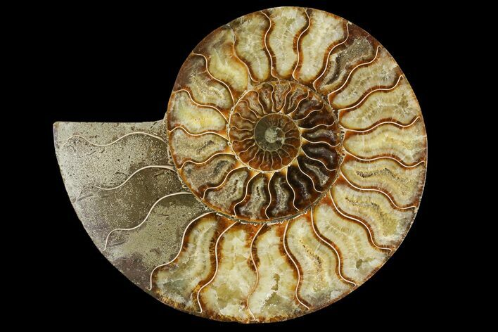 Cut & Polished Ammonite Fossil (Half) - Madagascar #158021